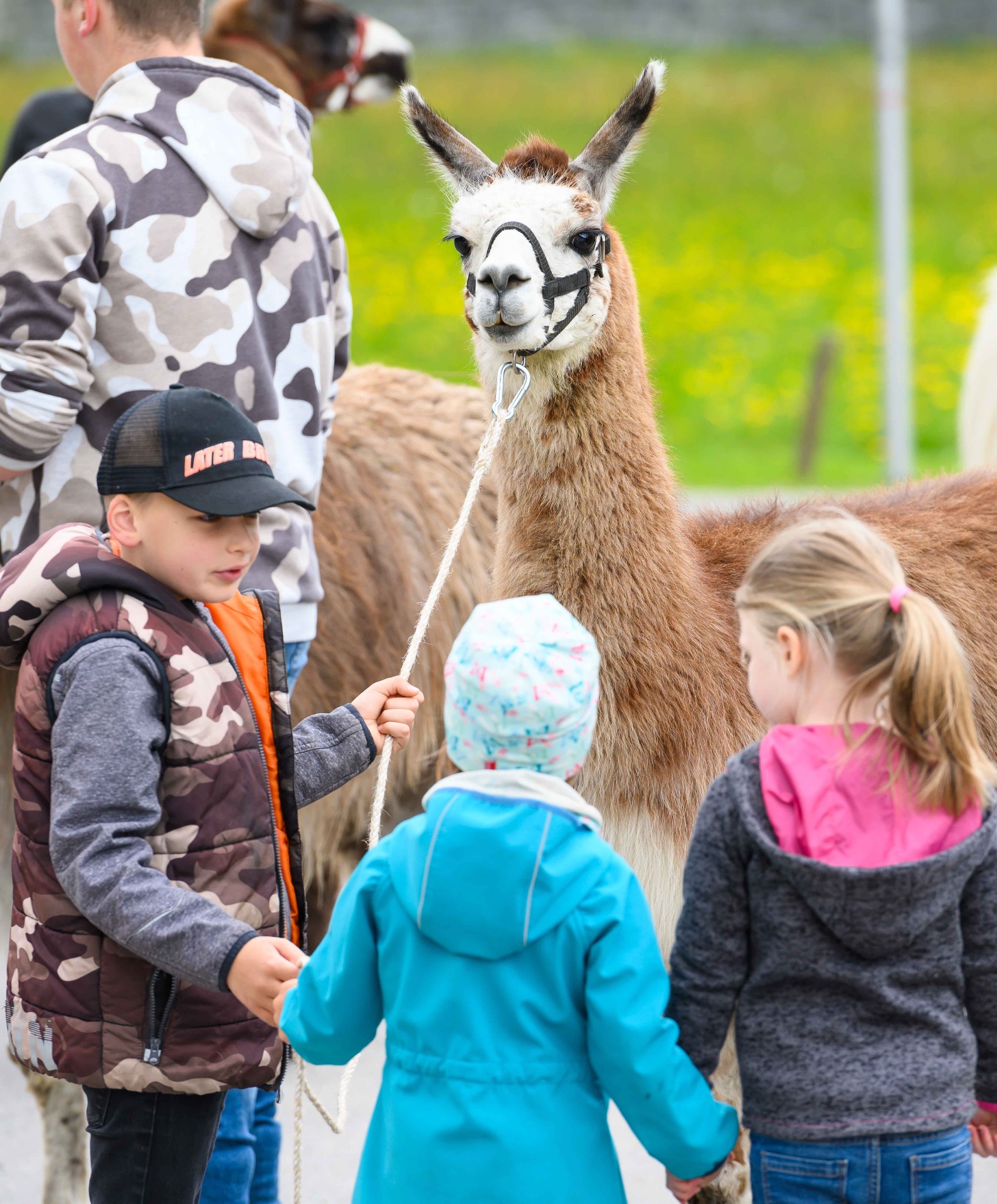 Kinder beim Wandern mit Lamas